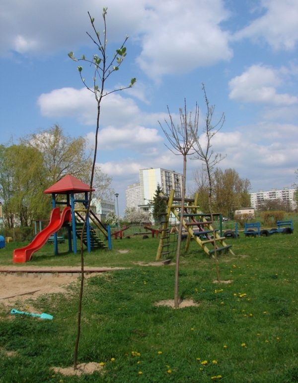 Plac zabaw, drzewka, zjeżdżalnia, drabinki
