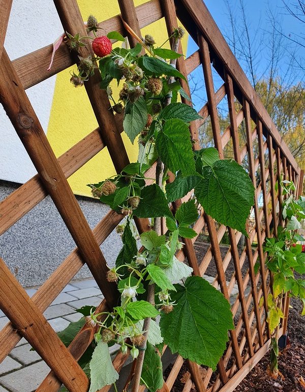 owoce malin na krzaczku na pergoli