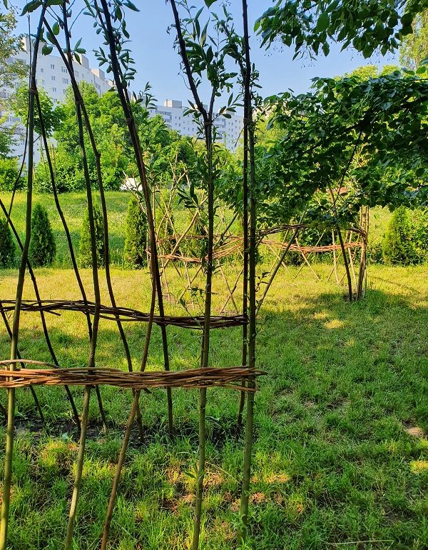 gałęzie uformowane na kształt wigwamu